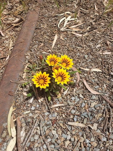 Garden Treasure Flower