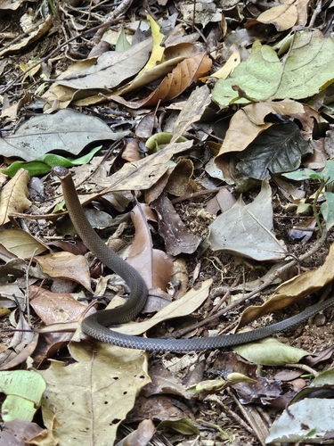 Southern Dwarf Crowned Snake sighting