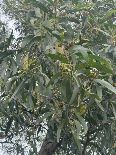 Earpod Wattle