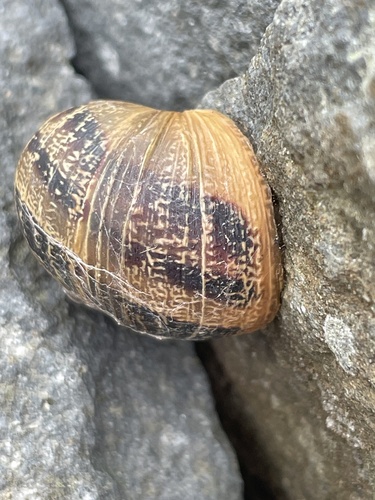Cornu aspersum