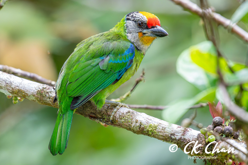 Golden-throated Barbet photo