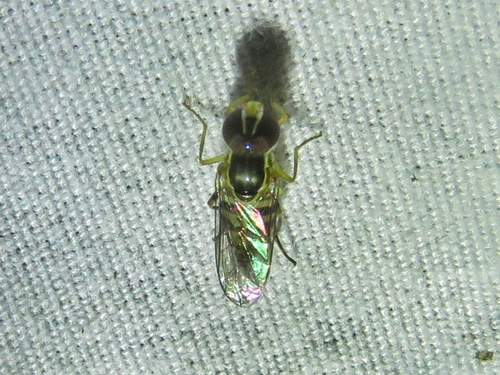 Unknown species found near Arcadia St, Malden, MA 02148, USA