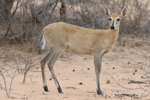 Bush Duiker