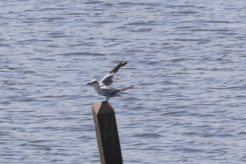Whiskered Tern