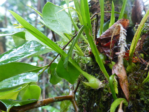 Stichorkis disticha