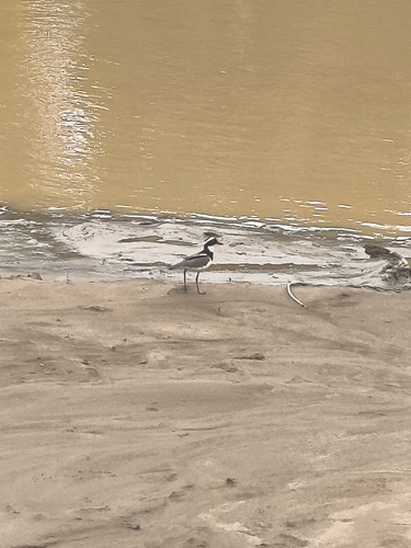 Pied Plover