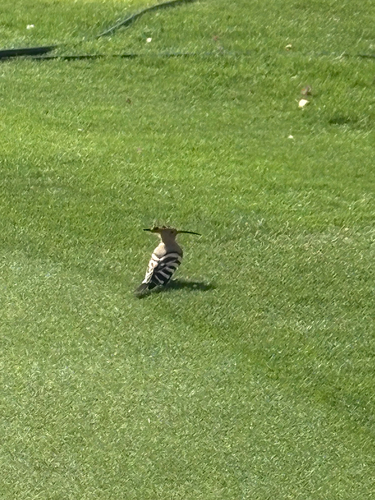 Common Hoopoe
