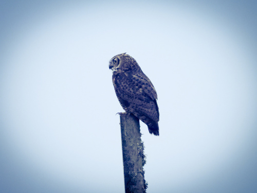 View observation of {o.common_name} on iNaturalist