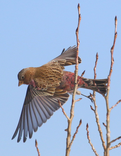 Brown-capped Rosy-Finch