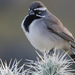 Black-throated Sparrow - Photo (c) Isaac Sanchez, all rights reserved, uploaded by Isaac Sanchez