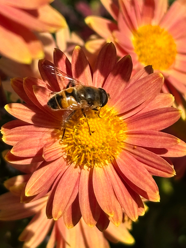 Unknown species found near Tenby Chase Dr, Newark, DE, US