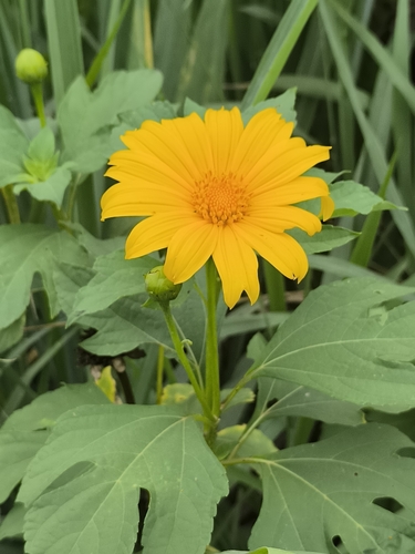 Mexican sunflower