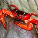 Christmas Island Red Crab - Photo (c) Hickson Fergusson, all rights reserved, uploaded by Hickson Fergusson