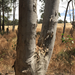 Western Scribbly Gum - Photo (c) Christopher Orchard, all rights reserved, uploaded by Christopher Orchard