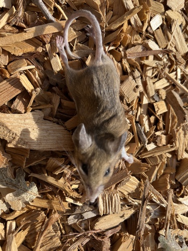 iNaturalist observation photo of California Mouse