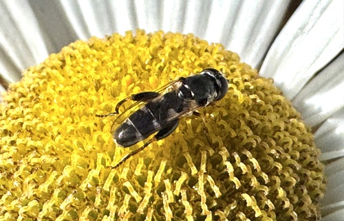 Unknown species found near Texas Ln, Cayuga Heights, NY, US