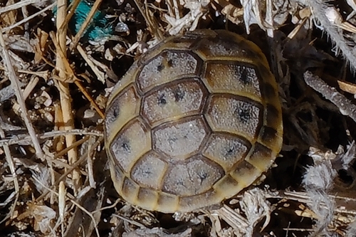 Greek Tortoise