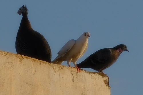 Feral Pigeon