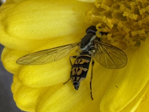 Unknown species found near Texas Ln, Cayuga Heights, NY, US