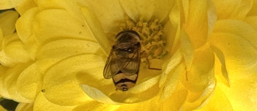 Unknown species found near Texas Ln, Cayuga Heights, NY, US