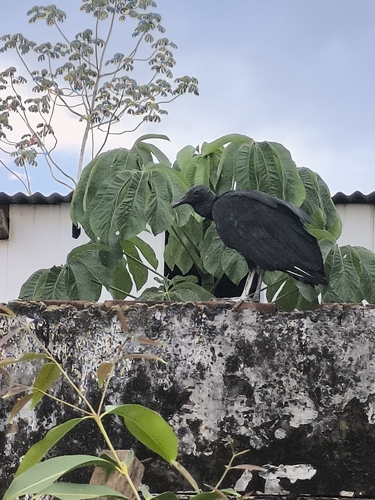 Black Vulture