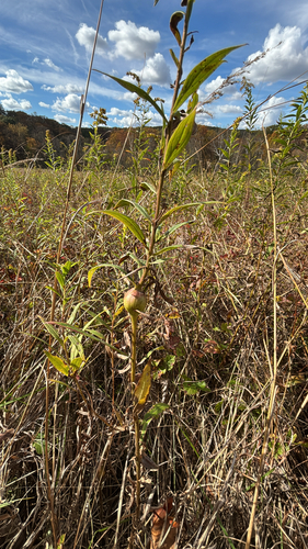 Unknown species found near West Chester, PA, US