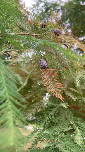 Unknown species found near Ardmore, PA, US