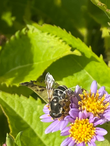 Unknown species found near Silver Spring, MD, US