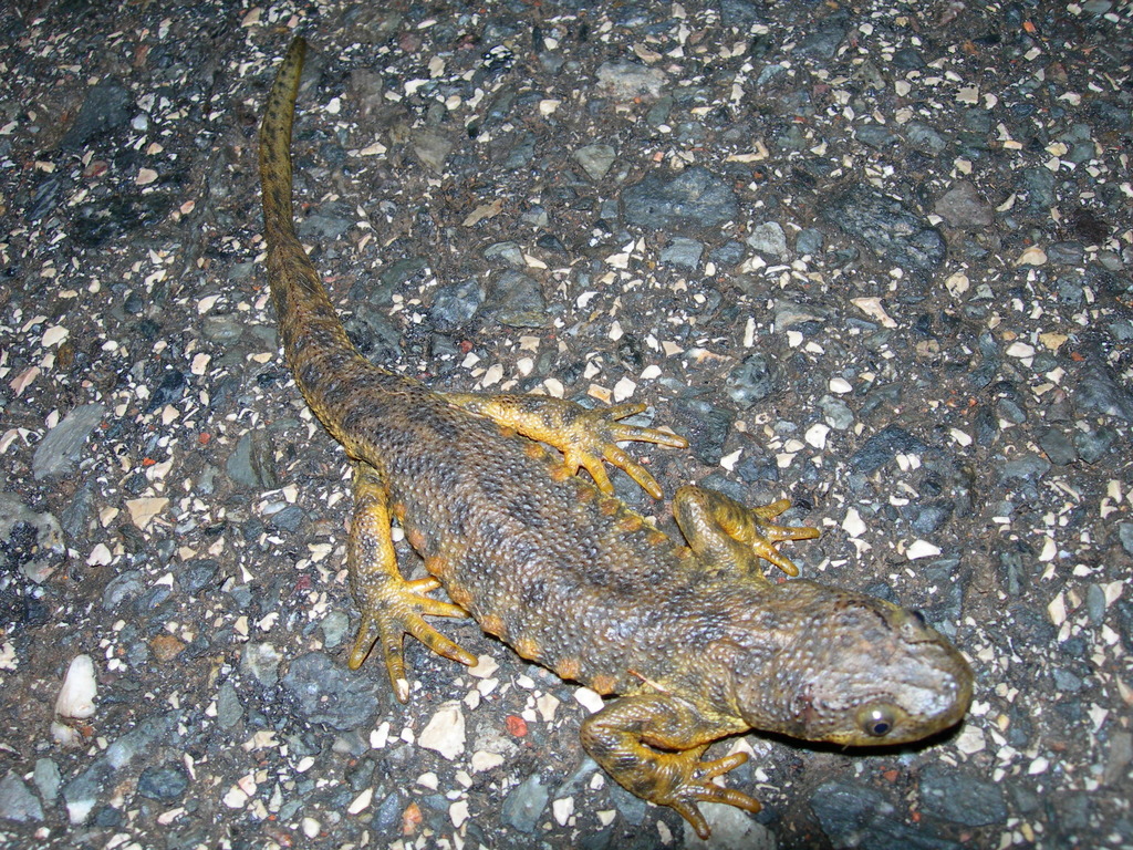 Iberian Ribbed Newt from Monchique, 8550, Portugal on October 21, 2006 ...