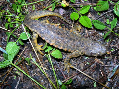 Iberian Ribbed Newt