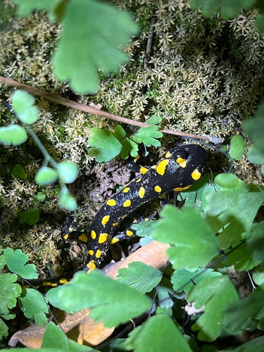 Avistamiento Salamandra común (Sierra Nevada)