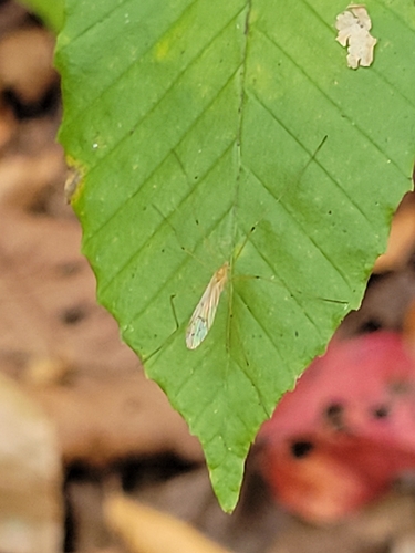 Unknown species found near Rock Creek Park, District of Columbia County, US-DC, US