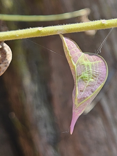 Orange-barred Sulphur
