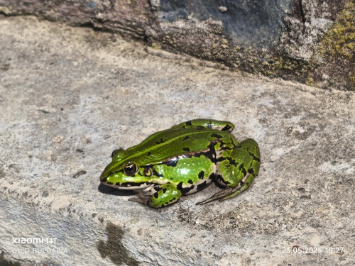 Marsh Frog