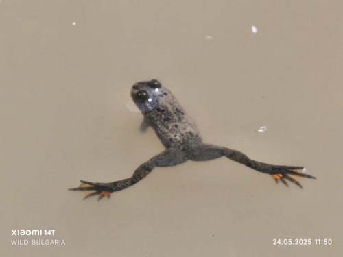 European Fire-Bellied Toad