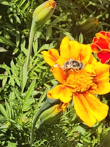 Unknown species found near Bellevue, NE 68005, USA