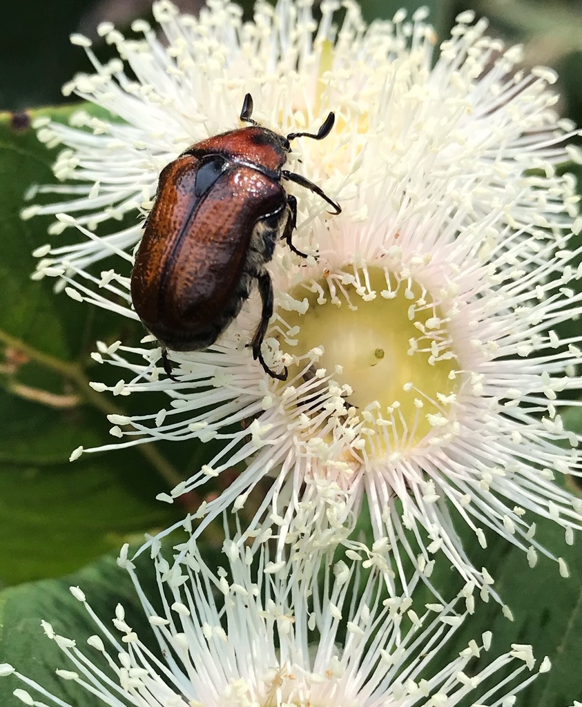 Fruit and Flower Chafers from Berowra Valley Regional Park, Hornsby ...