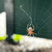Lattice Orbweaver from Mayhall Rd, Collegeville, PA, US on October 26, 2025 at 03:07 PM by ravioni