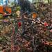 Japanese barberry from Collegeville, PA, US on October 26, 2025 at 03:53 PM by ravioni