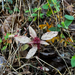 three-seeded mercuries from Waterstreet Rd, Collegeville, PA, US on October 26, 2025 at 04:05 PM by ravioni