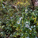 panicled aster from Skippack Creek Loop Trail, Collegeville, PA, US on October 26, 2025 at 04:10 PM by ravioni