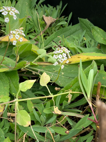 Unknown species found near Kyle Green Rd, Abingdon, MD, US