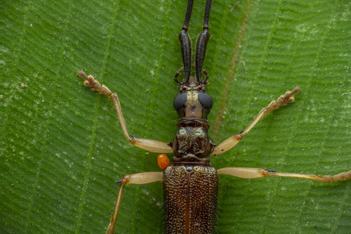 Distenia peninsularis