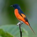 Fiery Minivet - Photo (c) Chien Lee, all rights reserved, uploaded by Chien Lee
