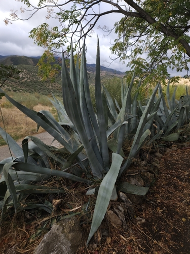Avistamiento Pita (Agave americana)
