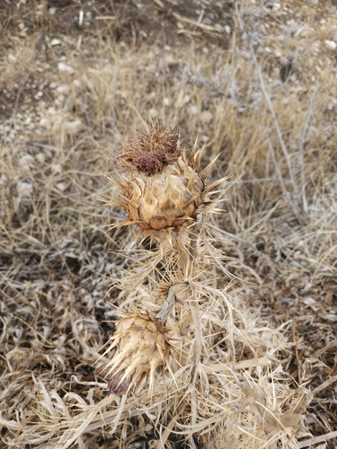 Avistamiento Alcaucil (alcachofa silvestre)