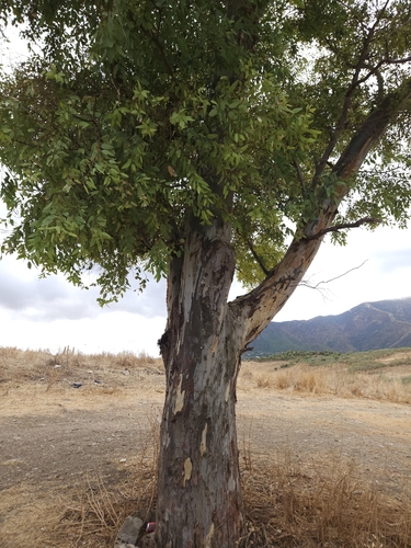 Avistamiento Eucalyptus camaldulensis
