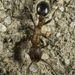 Myrmica rugiventris - Photo (c) Alice Abela, all rights reserved