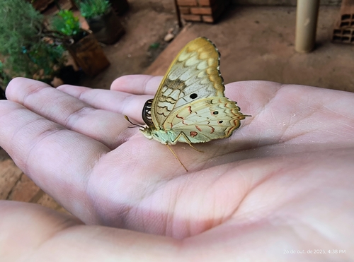 White Peacock