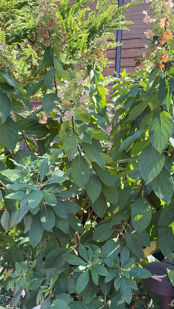Hydrangea paniculata